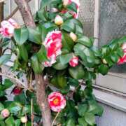 ヒメ日記 2026/03/14 19:54 投稿 大谷 ピュアグレイス