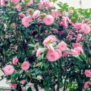 ヒメ日記 2026/04/05 20:28 投稿 大谷 ピュアグレイス