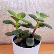 ヒメ日記 2026/04/22 21:06 投稿 大谷 ピュアグレイス