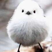 ヒメ日記 2025/02/04 20:26 投稿 美神 ピュアグレイス