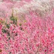 美神 ありがとうございました ピュアグレイス