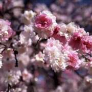 美神 ありがとうございました ピュアグレイス