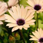 美神 ありがとうございました ピュアグレイス