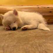 ヒメ日記 2025/03/16 21:06 投稿 イツキ AMOUR（アムール）