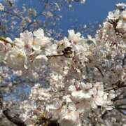 ヒメ日記 2025/04/04 23:01 投稿 イツキ AMOUR（アムール）