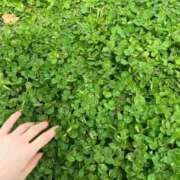 ヒメ日記 2025/03/14 02:38 投稿 妃  白百合 AMOUR（アムール）