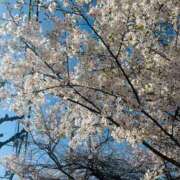 ヒメ日記 2026/04/14 11:35 投稿 レオ AMOUR（アムール）