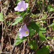 ヒメ日記 2025/05/18 08:14 投稿 有村　めぐみ ソープランド蜜 人妻・美熟女専門店
