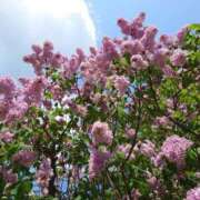 ヒメ日記 2025/05/21 06:32 投稿 有村　めぐみ ソープランド蜜 人妻・美熟女専門店