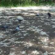 ヒメ日記 2025/06/15 06:02 投稿 有村　めぐみ ソープランド蜜 人妻・美熟女専門店