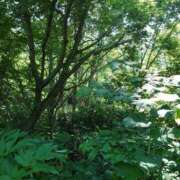 ヒメ日記 2025/07/06 06:52 投稿 有村　めぐみ ソープランド蜜 人妻・美熟女専門店