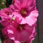 ヒメ日記 2025/07/07 11:23 投稿 有村　めぐみ ソープランド蜜 人妻・美熟女専門店