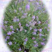 ヒメ日記 2025/07/10 15:42 投稿 有村　めぐみ ソープランド蜜 人妻・美熟女専門店