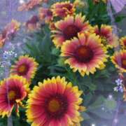 ヒメ日記 2025/07/15 18:43 投稿 有村　めぐみ ソープランド蜜 人妻・美熟女専門店