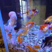 ヒメ日記 2025/07/26 19:35 投稿 有村　めぐみ ソープランド蜜 人妻・美熟女専門店