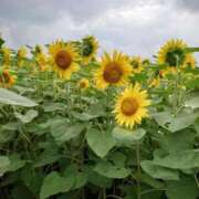 ヒメ日記 2025/08/17 05:22 投稿 有村　めぐみ ソープランド蜜 人妻・美熟女専門店