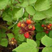 ヒメ日記 2025/08/19 05:12 投稿 有村　めぐみ ソープランド蜜 人妻・美熟女専門店