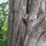 ヒメ日記 2025/08/22 04:52 投稿 有村　めぐみ ソープランド蜜 人妻・美熟女専門店