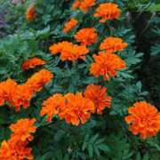 ヒメ日記 2025/08/26 05:02 投稿 有村　めぐみ ソープランド蜜 人妻・美熟女専門店