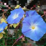 ヒメ日記 2025/09/21 05:32 投稿 有村　めぐみ ソープランド蜜 人妻・美熟女専門店