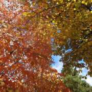 ヒメ日記 2025/11/02 08:02 投稿 有村　めぐみ ソープランド蜜 人妻・美熟女専門店