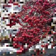 ヒメ日記 2025/11/28 19:31 投稿 有村　めぐみ ソープランド蜜 人妻・美熟女専門店