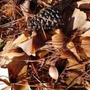 ヒメ日記 2025/12/04 04:22 投稿 有村　めぐみ ソープランド蜜 人妻・美熟女専門店