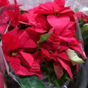 ヒメ日記 2025/12/23 08:22 投稿 有村　めぐみ ソープランド蜜 人妻・美熟女専門店