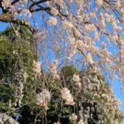ヒメ日記 2026/04/01 09:17 投稿 天野　まい ソープランド蜜 人妻・美熟女専門店