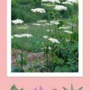 ヒメ日記 2025/08/13 10:57 投稿 相葉　くれあ ソープランド蜜 人妻・美熟女専門店