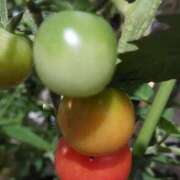 ヒメ日記 2025/07/03 18:06 投稿 広瀬瑞輝 プレジデントクラブ