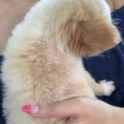 ヒメ日記 2024/12/08 21:43 投稿 一条彩香 プレジデントクラブ