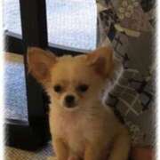 ヒメ日記 2024/12/08 21:48 投稿 一条彩香 プレジデントクラブ