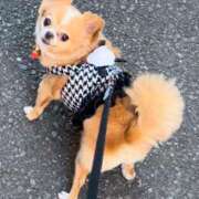 ヒメ日記 2024/12/10 19:09 投稿 一条彩香 プレジデントクラブ