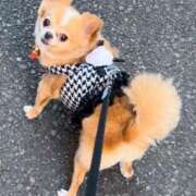 ヒメ日記 2024/12/19 06:55 投稿 一条彩香 プレジデントクラブ