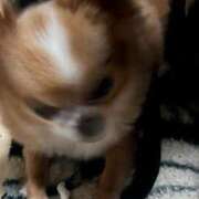 ヒメ日記 2025/01/27 07:34 投稿 一条彩香 プレジデントクラブ