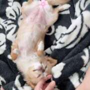 ヒメ日記 2025/03/23 21:45 投稿 一条彩香 プレジデントクラブ