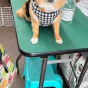 ヒメ日記 2025/03/26 16:52 投稿 一条彩香 プレジデントクラブ