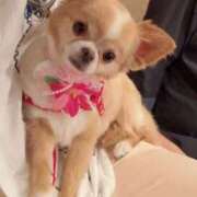 ヒメ日記 2025/03/31 10:01 投稿 一条彩香 プレジデントクラブ