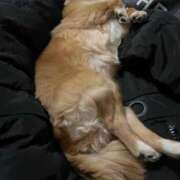 ヒメ日記 2025/04/05 03:41 投稿 一条彩香 プレジデントクラブ