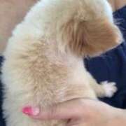 ヒメ日記 2025/04/14 11:15 投稿 一条彩香 プレジデントクラブ