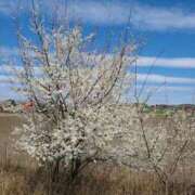 ヒメ日記 2025/04/14 19:20 投稿 一条彩香 プレジデントクラブ