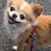 ヒメ日記 2025/05/08 02:14 投稿 一条彩香 プレジデントクラブ