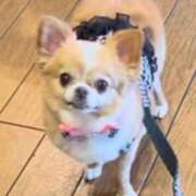 ヒメ日記 2025/05/19 02:27 投稿 一条彩香 プレジデントクラブ