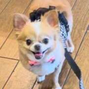 ヒメ日記 2025/05/19 04:36 投稿 一条彩香 プレジデントクラブ