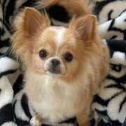 ヒメ日記 2025/06/12 09:49 投稿 一条彩香 プレジデントクラブ