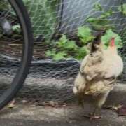 ヒメ日記 2025/07/02 07:02 投稿 一条彩香 プレジデントクラブ