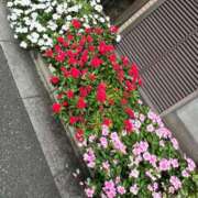 ヒメ日記 2025/10/06 08:07 投稿 一条彩香 プレジデントクラブ