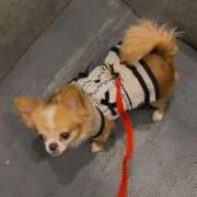 ヒメ日記 2025/10/11 00:02 投稿 一条彩香 プレジデントクラブ