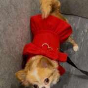 ヒメ日記 2025/10/29 00:26 投稿 一条彩香 プレジデントクラブ